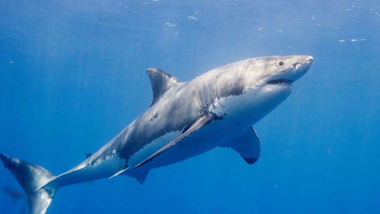 Woman killed in apparent shark attack while swimming off the coast of Maine