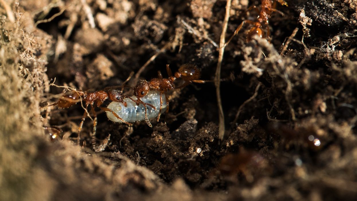 Many insect, animal names are racist, scholars say — so it's time for a change