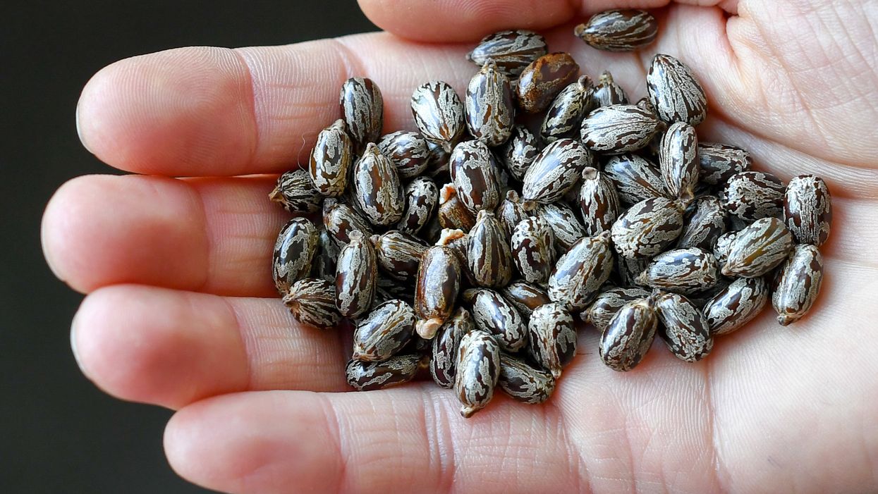Arkansas man plants mystery seeds from China, says results are wild — and now other packages are inexplicably showing up