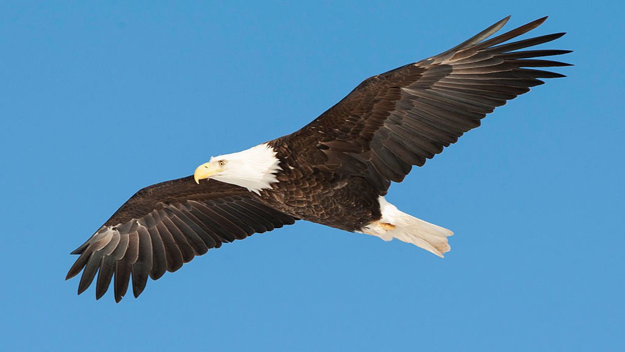 Aerial battle between $950 government drone and bald eagle ends with drone sinking to the bottom of Lake Michigan