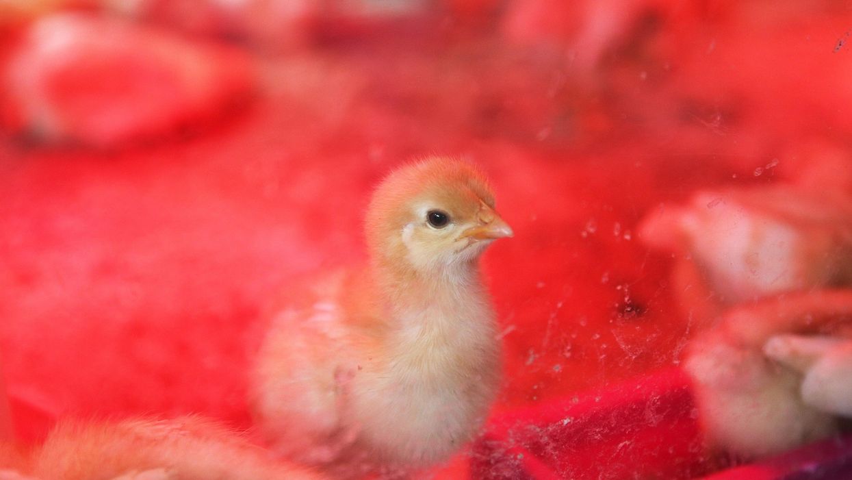 Thousands of chicks shipped through USPS arrive dead to Maine farms