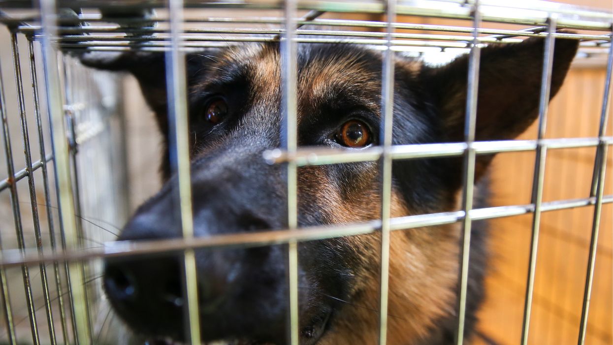 Animal cruelty: Cargo service cited over 18 dogs warehoused for 3 days without food or water; one dog died