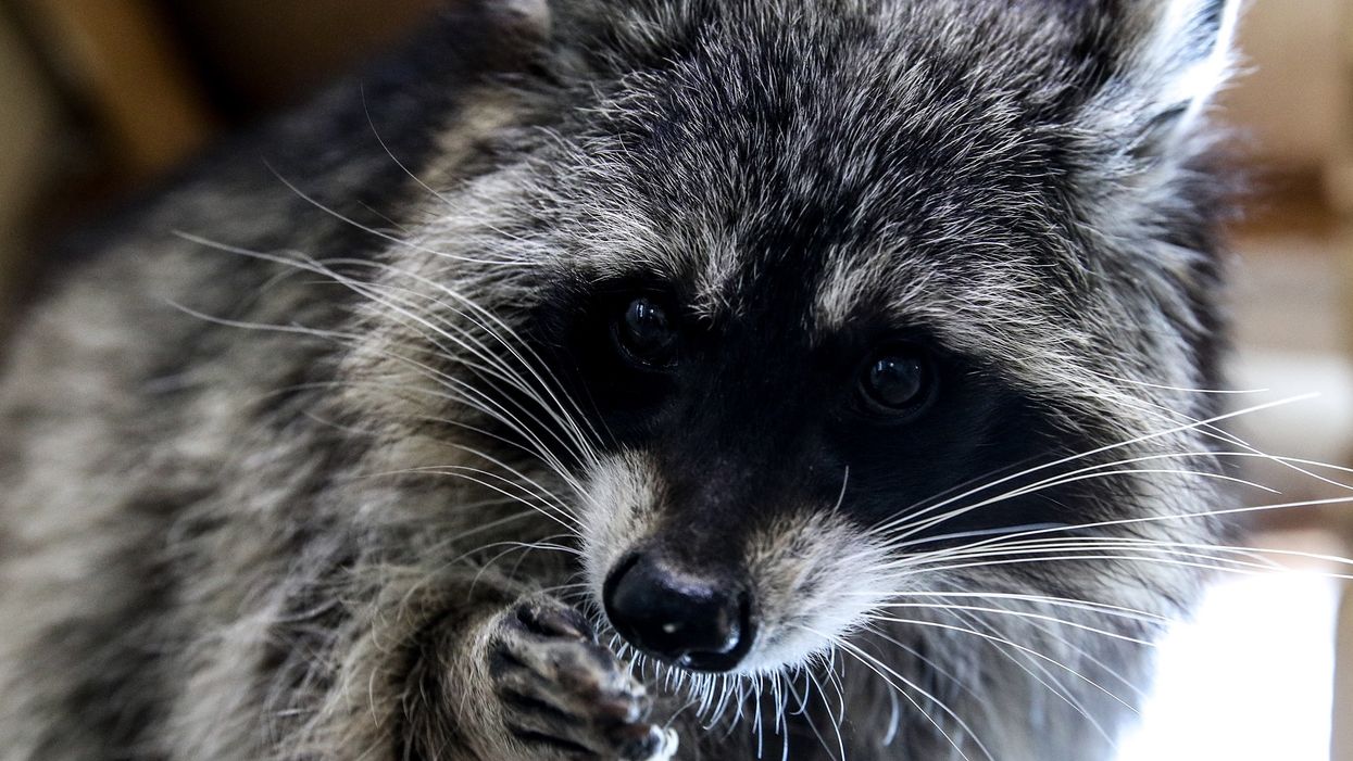 Raccoon accused — without evidence — of attacking members of White House press corps