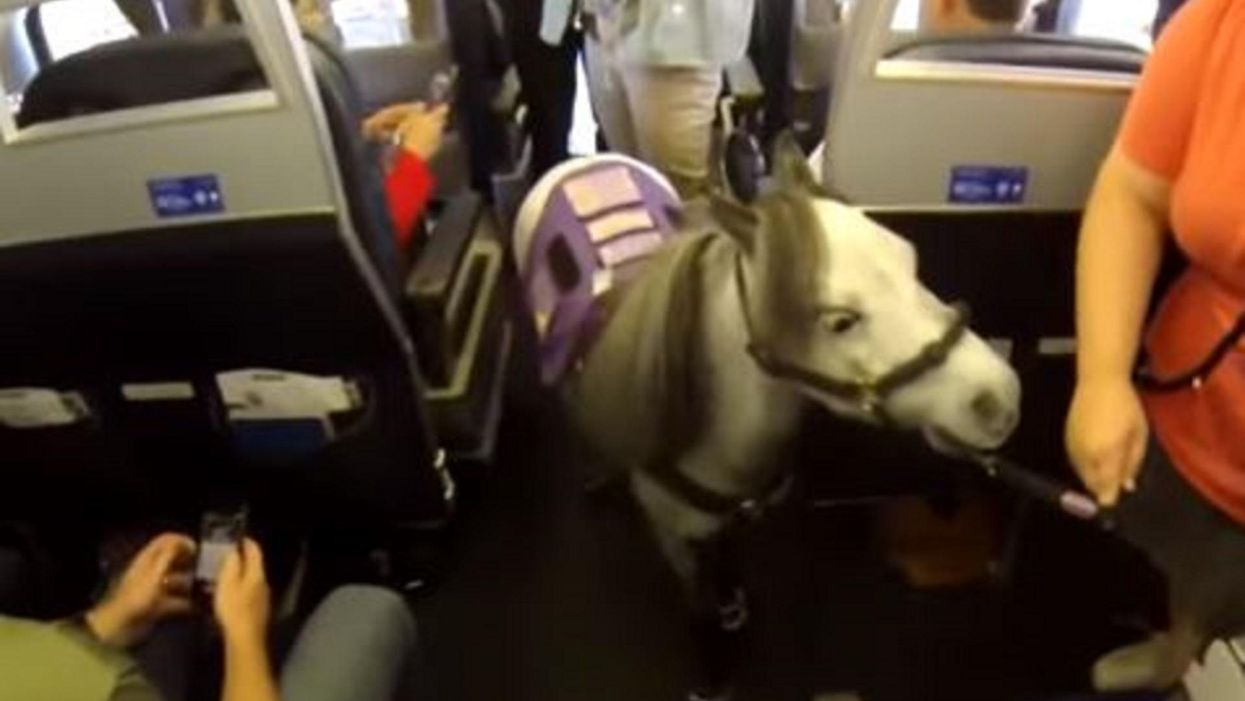 Emotional support animals may no longer fly in airplane cabins per new DOT rules