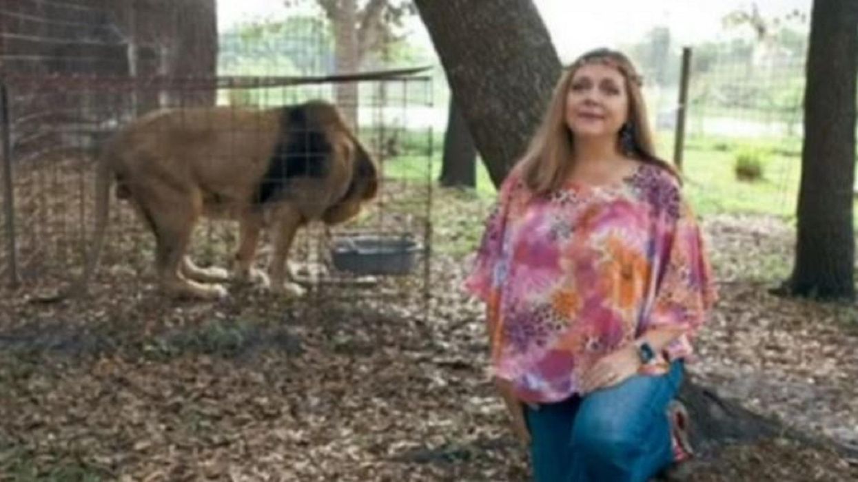 Volunteer's arm 'nearly' torn off by tiger at sanctuary owned by 'Tiger King' subject Carole Baskin