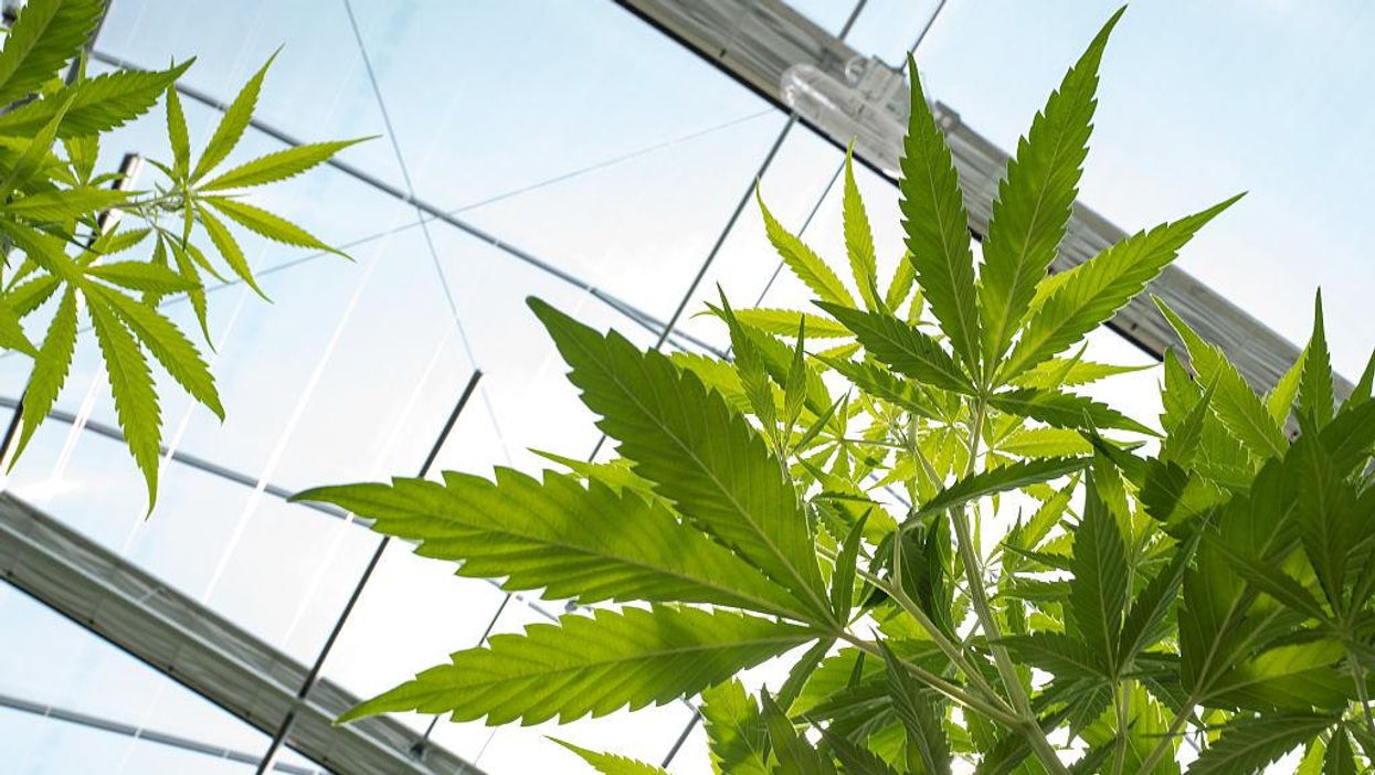 House passes legislation to federally decriminalize marijuana in historic vote