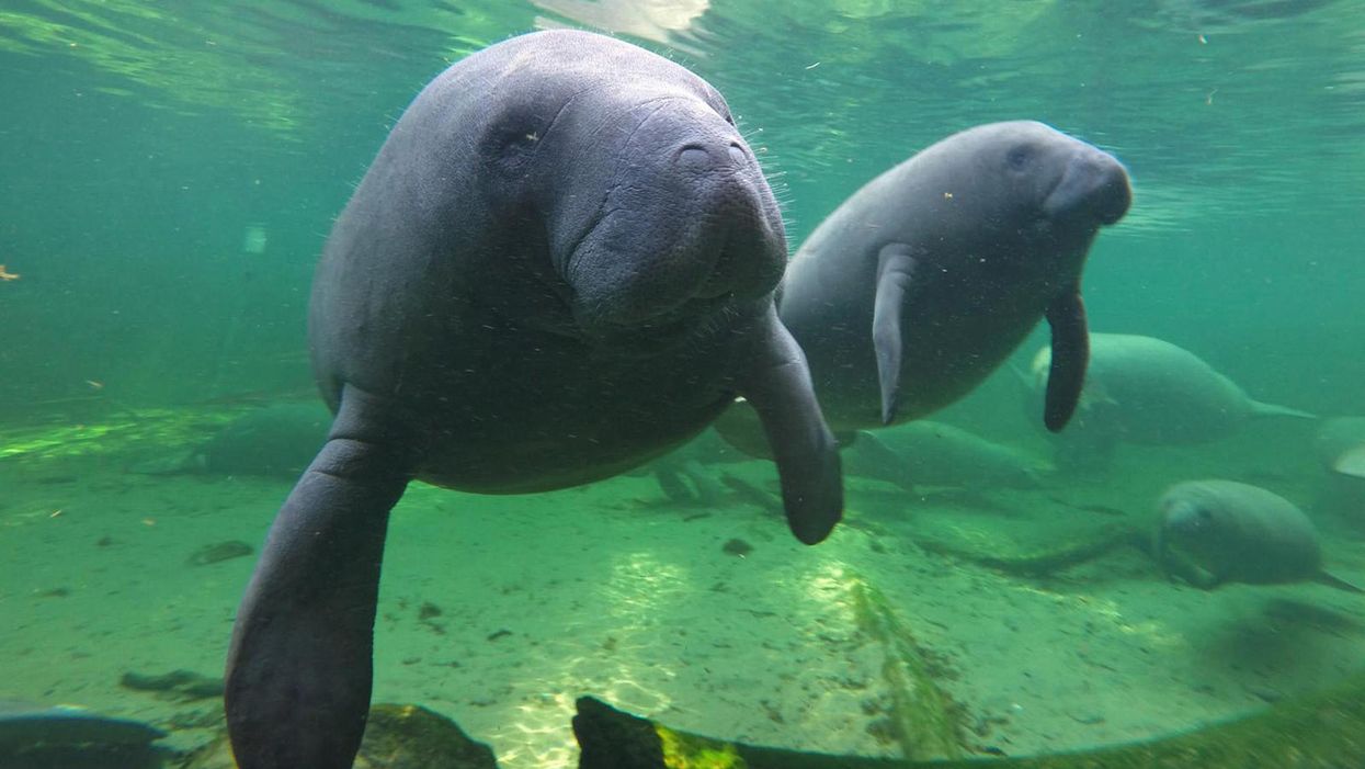 Someone wrote 'Trump' on the back of a manatee in Florida and the feds are investigating