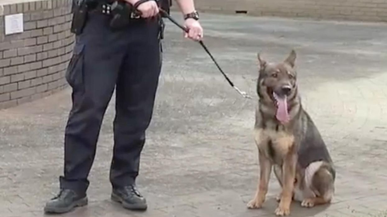 Police officer under investigation over video of alleged abuse of K-9 dog