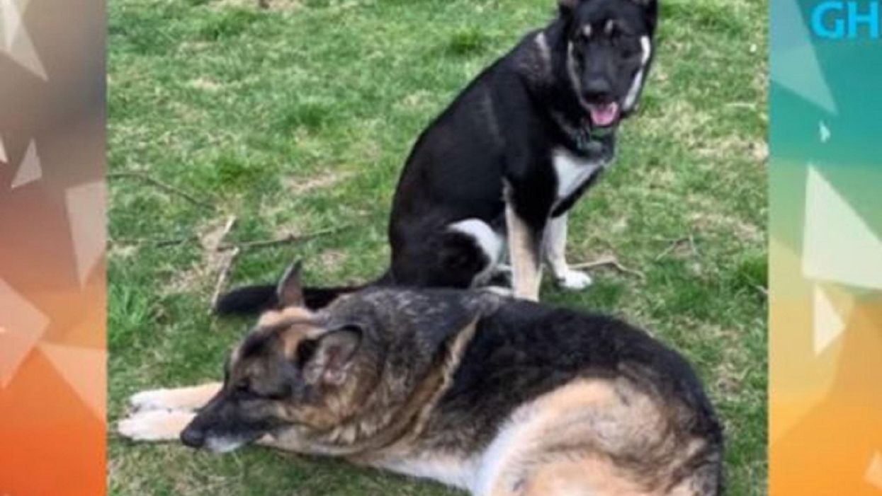 Biden sends dogs home to Delaware after 'biting incident' against White House security: report
