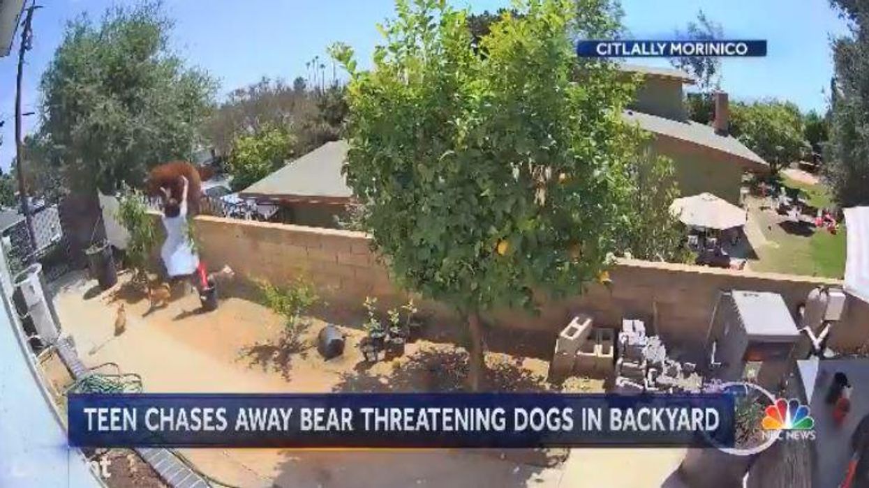Watch: California teen girl shoves bear off wall with her bare hands as it threatens her dogs