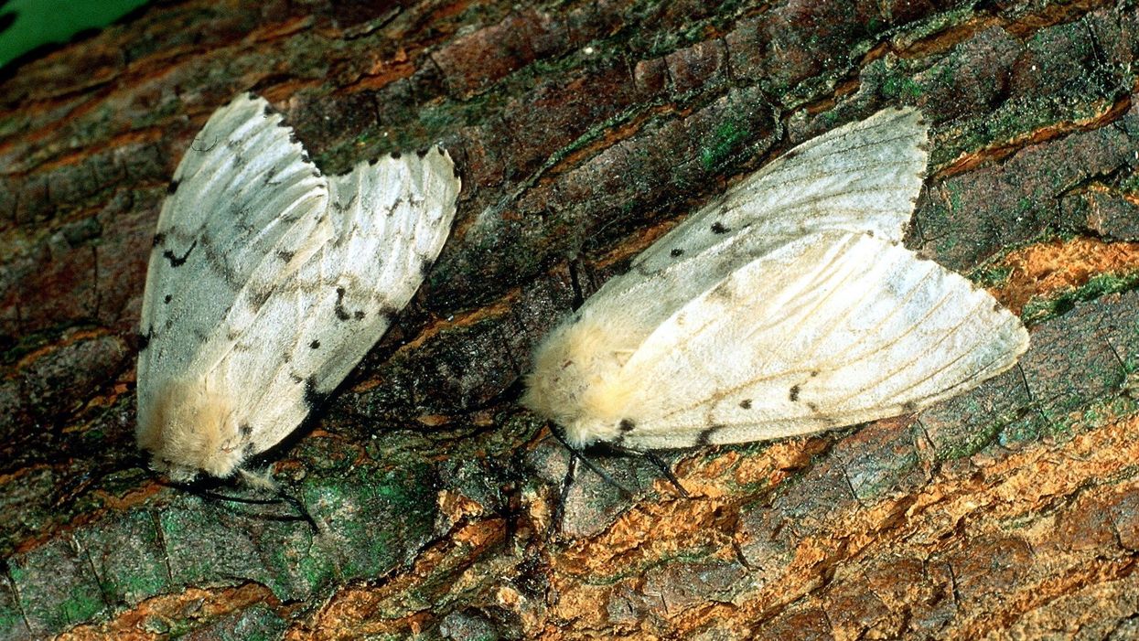 Entomological Society renaming a moth species and an ant species to avoid word deemed a racial slur