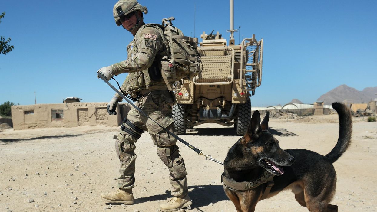Pentagon denies 'erroneous reports' that military dogs were abandoned in Afghanistan