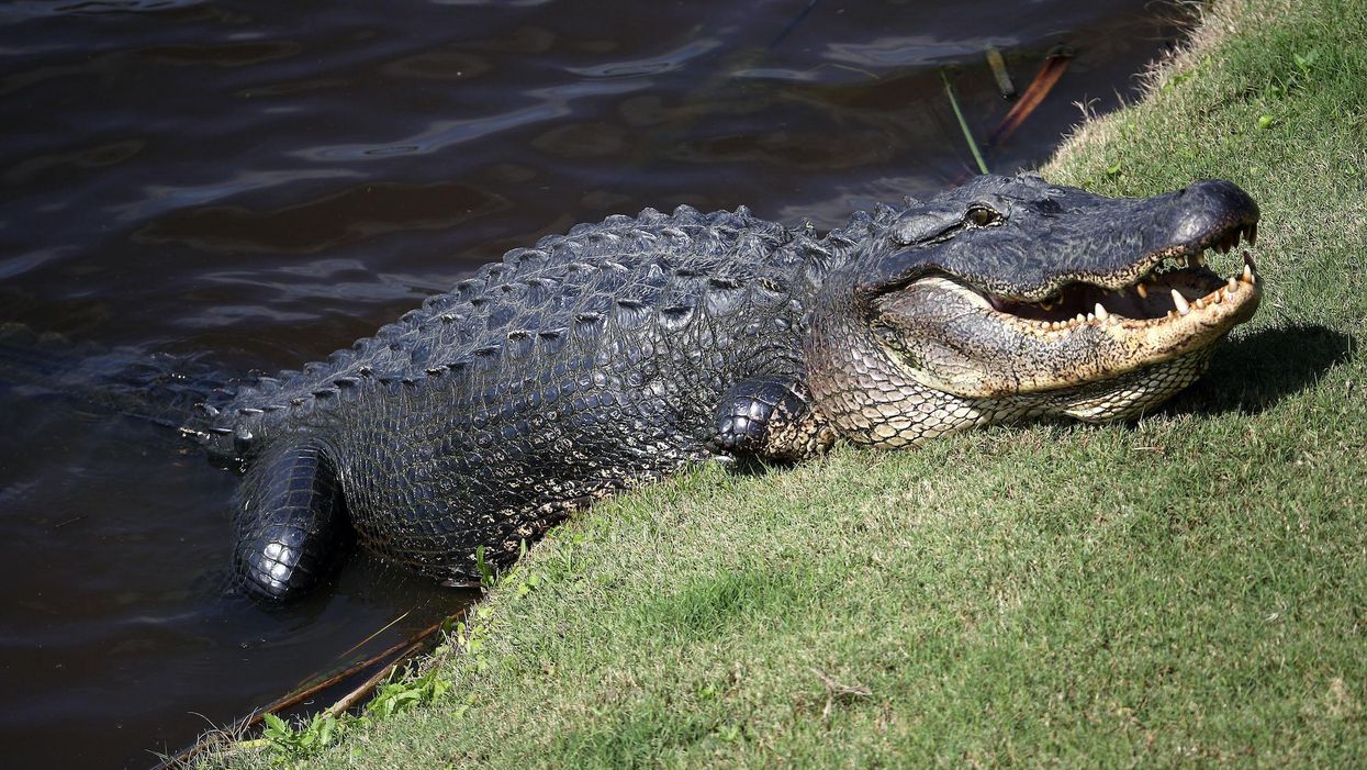 Woman watches in horror as alligator bites off her husband's arm in floodwaters of Hurricane Ida