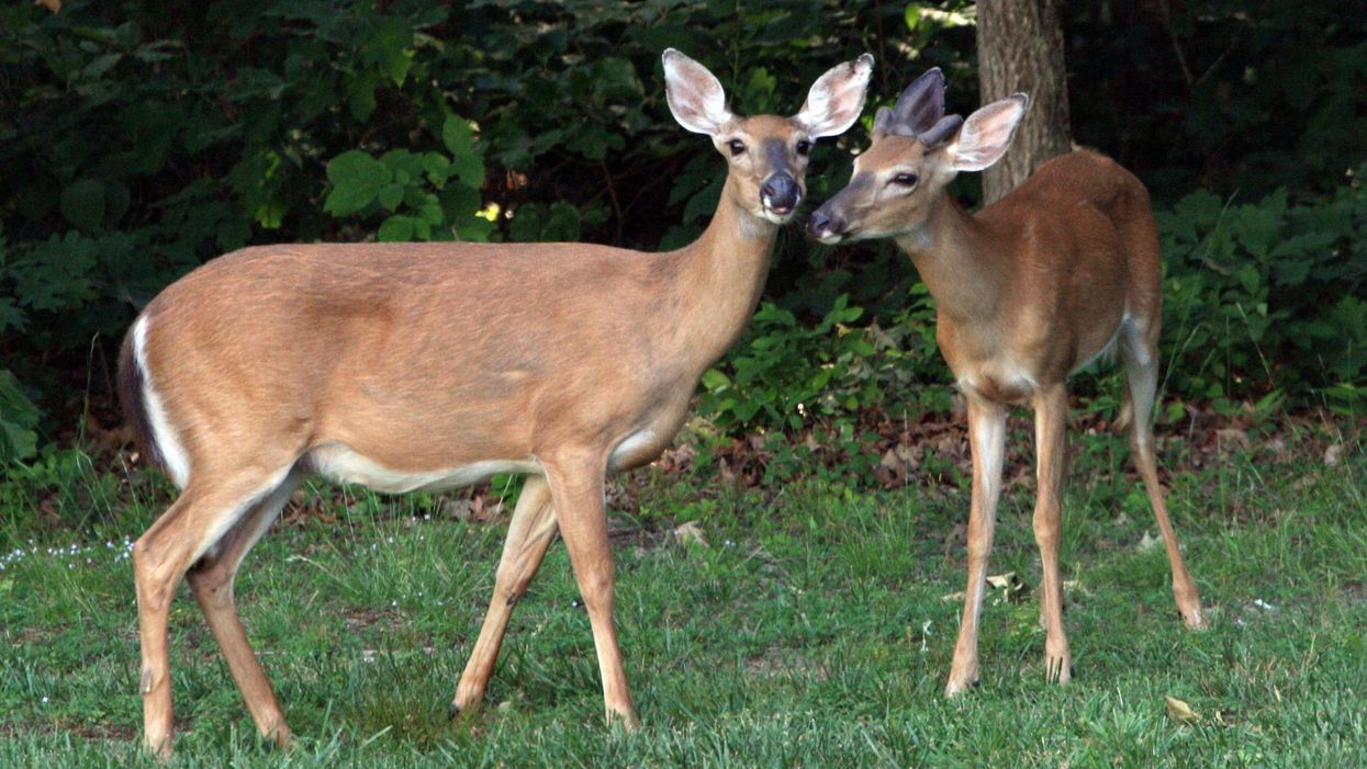 Scientists stunned by COVID findings in deer population that could extend the pandemic