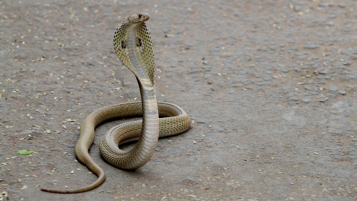 WATCH: A man suffered a venomous snake bite on his genitals. Here's what happened.