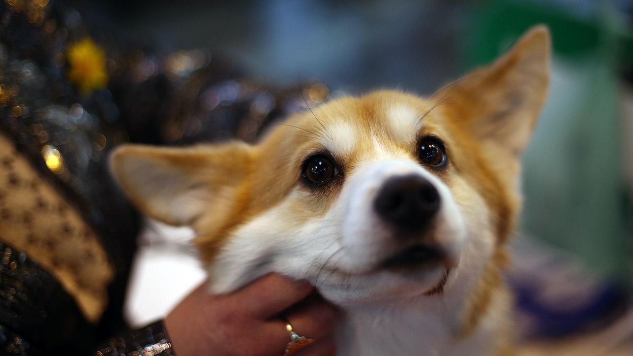 Video of pandemic health workers killing a corgi over China's zero tolerance policy leads to public outrage