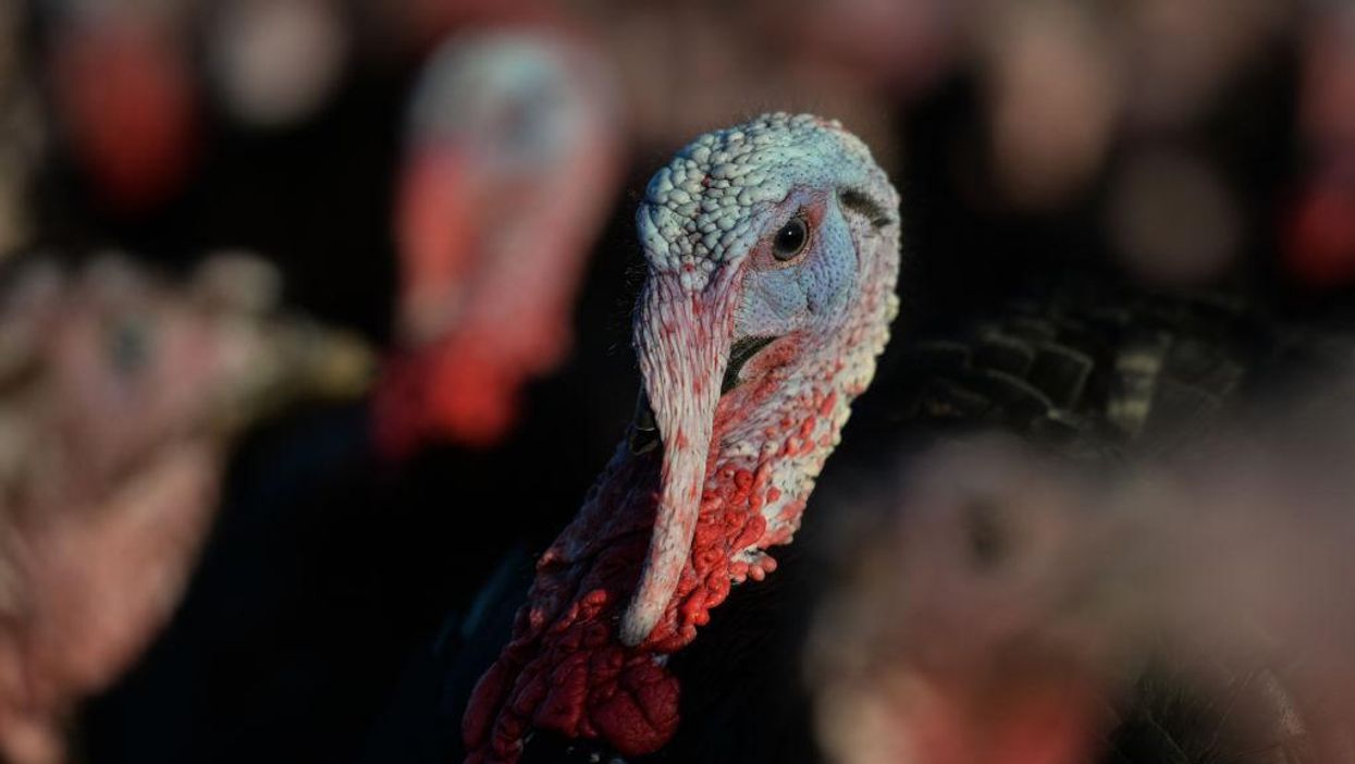 Happy Thanksgiving, from all of us to you