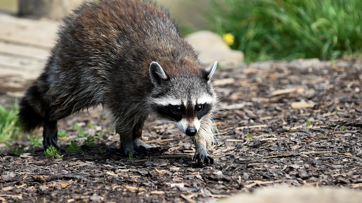 While hanging Christmas lights, a 70-year-old woman fights off insane raccoon attack by putting the ornery 40-pound beast in a headlock: 'I could hear bones breaking in his neck'