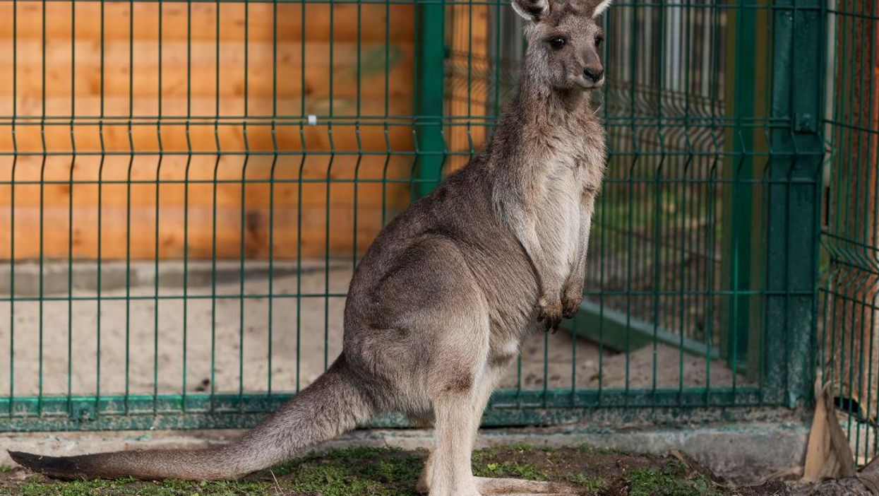Tennessee husband reportedly saves wife by choking out attacking kangaroo