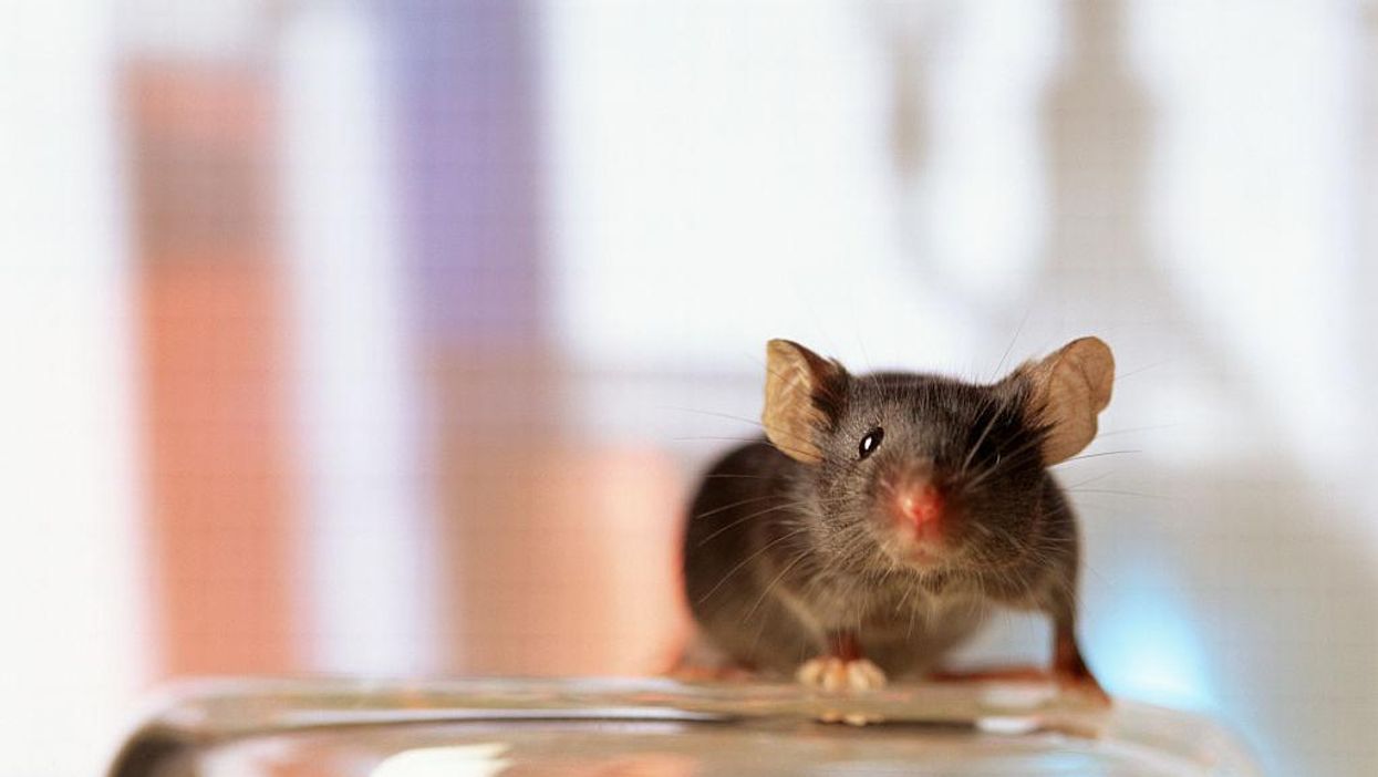 Multiple new animal studies suggest that Omicron causes much less damage to lungs, is primarily an upper respiratory disease