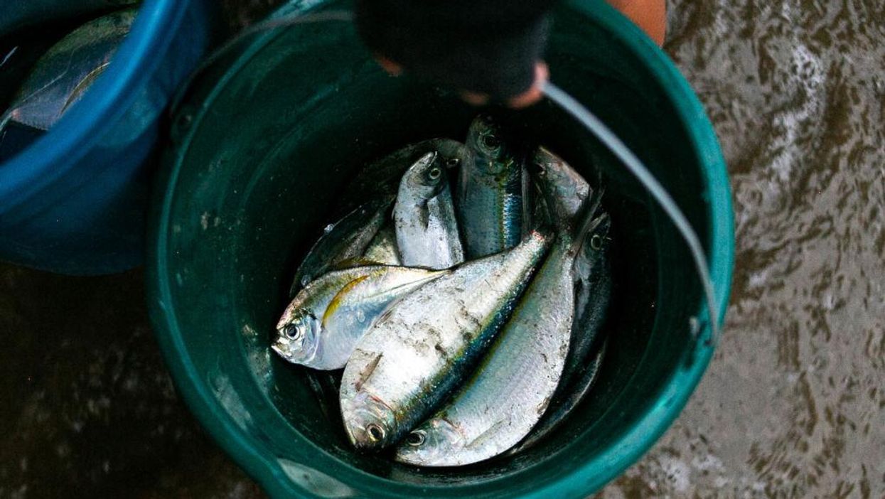 Bizarre: Texas town sees fish fall from the sky during rainstorm