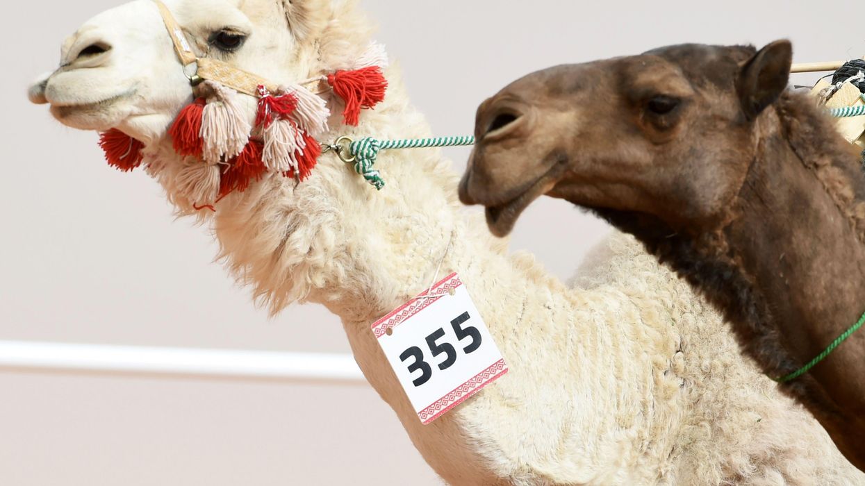 Everything you need to know about CAMEL beauty contests