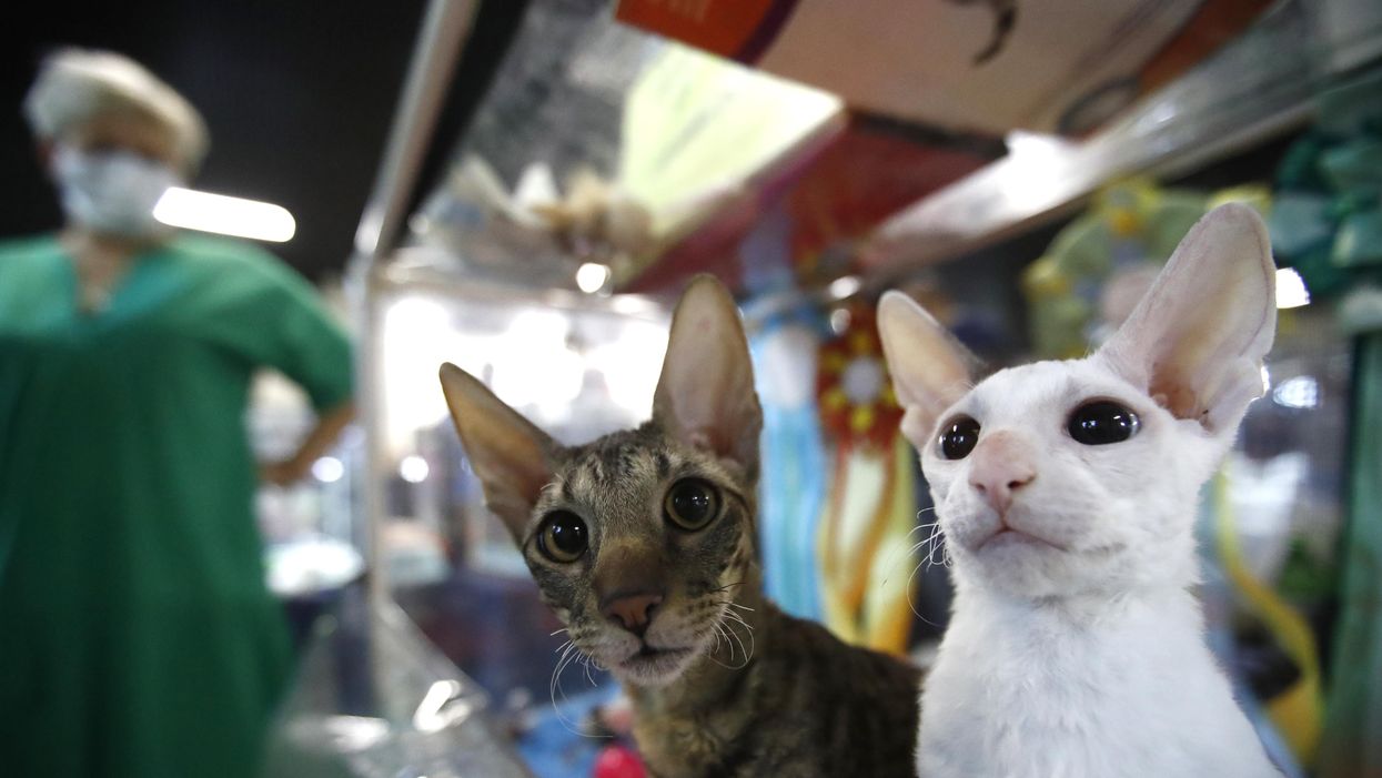 Putin's war in Ukraine prompts international ban on Russian cats