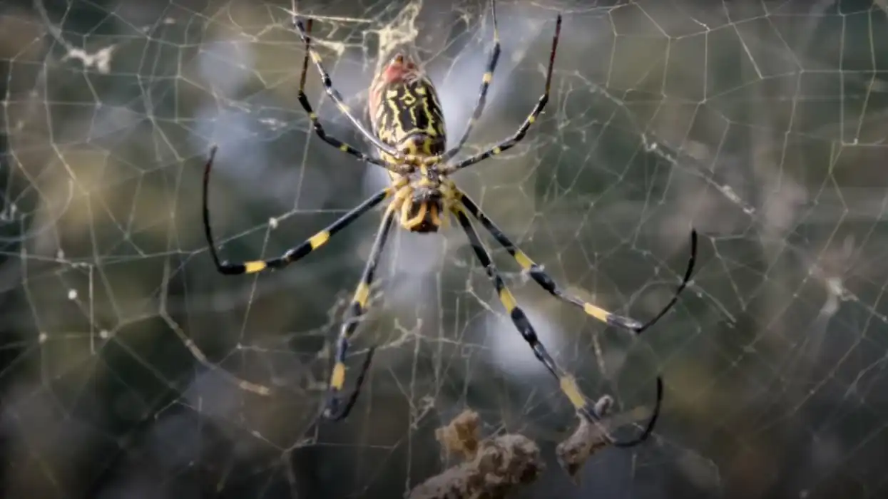 Good news: a species of giant, invasive, parachuting spiders is expected to blanket the east coast
