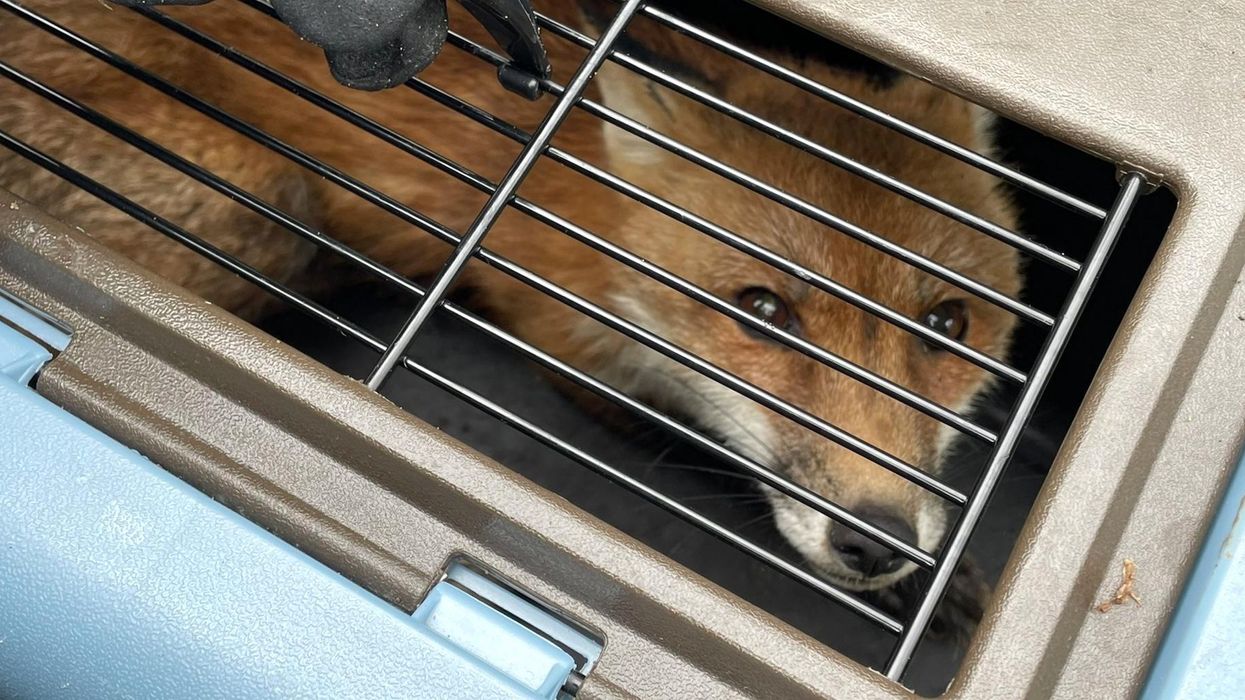 Wild fox bites Democrat congressman outside the US Capitol