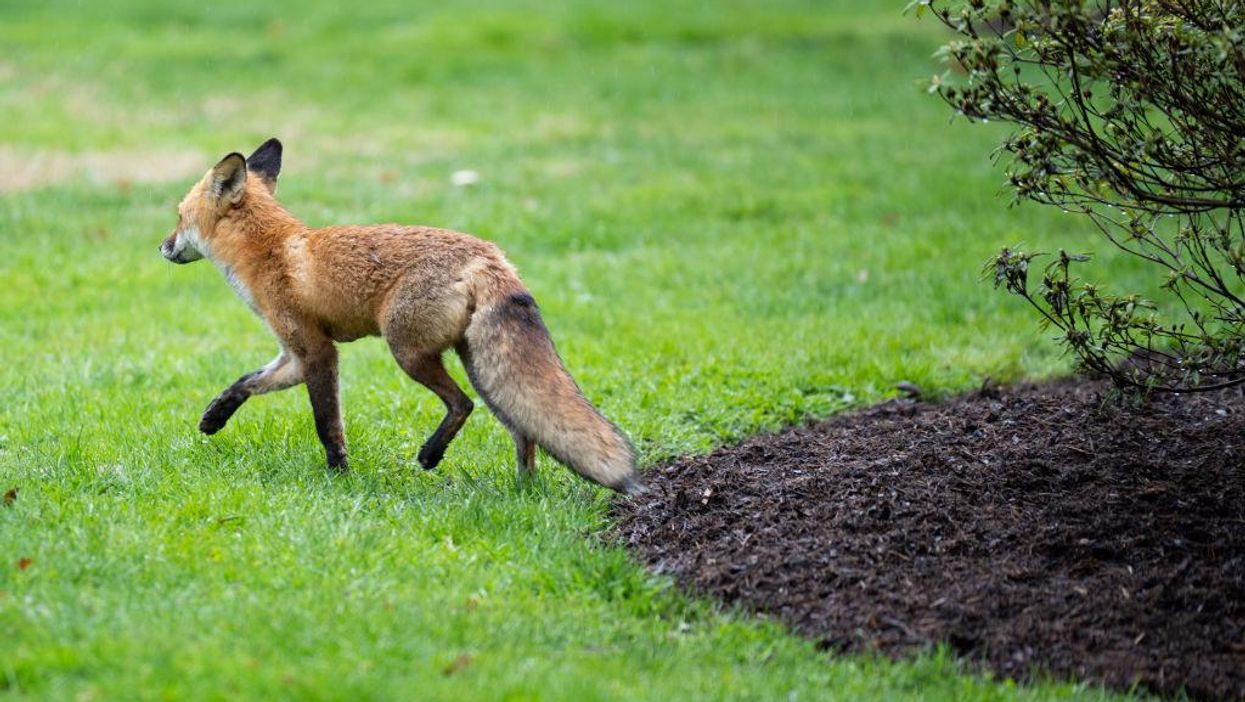 Capitol Hill fox update: DC health department says the recently captured and euthanized fox tested positive for rabies