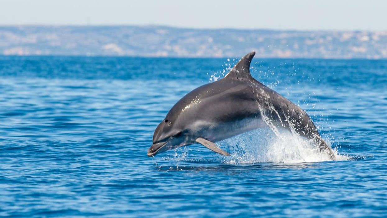 Stranded dolphin dies after Texas beach-goers try to 'ride' it, rescuers say