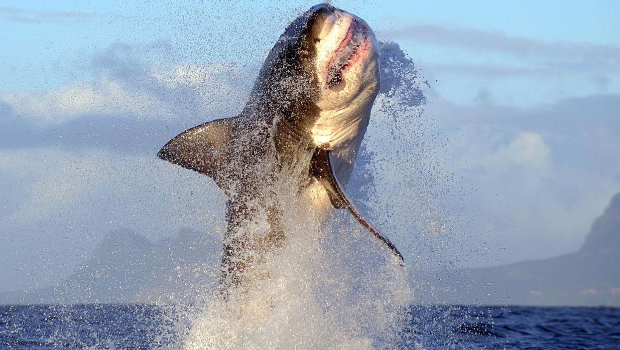 A 1,000-pound great white shark is currently swimming along the Jersey shore