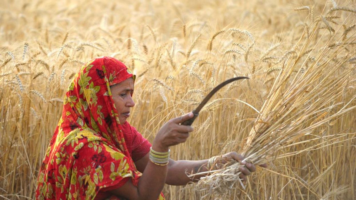 India, the world's second-largest wheat producer, bans all wheat exports after record-breaking heat wave