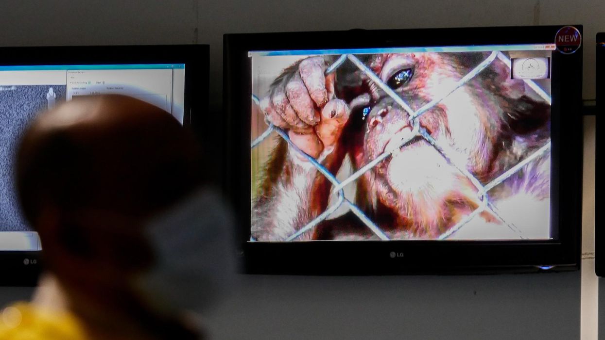 WHO expert says monkeypox outside Africa can be contained: 'Let's not make a mountain out of a molehill'