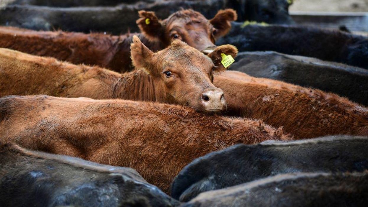 America's beef supply is expected to shrink as drought and rising production costs prevent ranchers from growing their herds