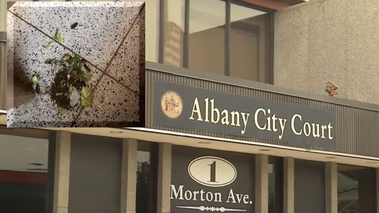 New York courthouse shuts down after hundreds of cockroaches were released during arraignment of left-wing protesters