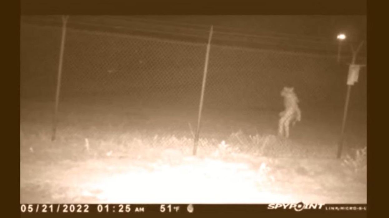'Chupacabra?': Mysterious figure caught on camera has Texas city officials seeking answers