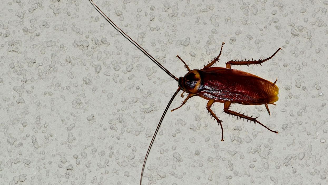 A North Carolina pest control company will pay you $2,000 to let 100 cockroaches into your home