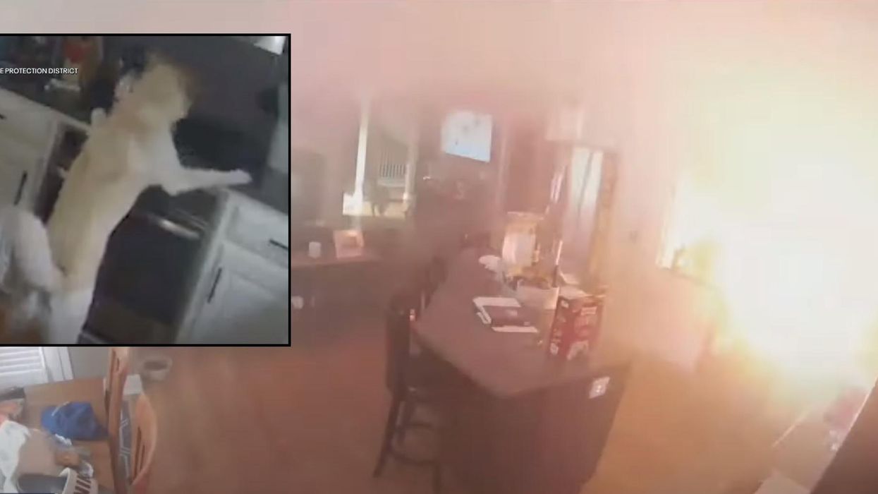 Missouri family's home suffers extensive damage from a grease fire. Surveillance video shows the dog did it.