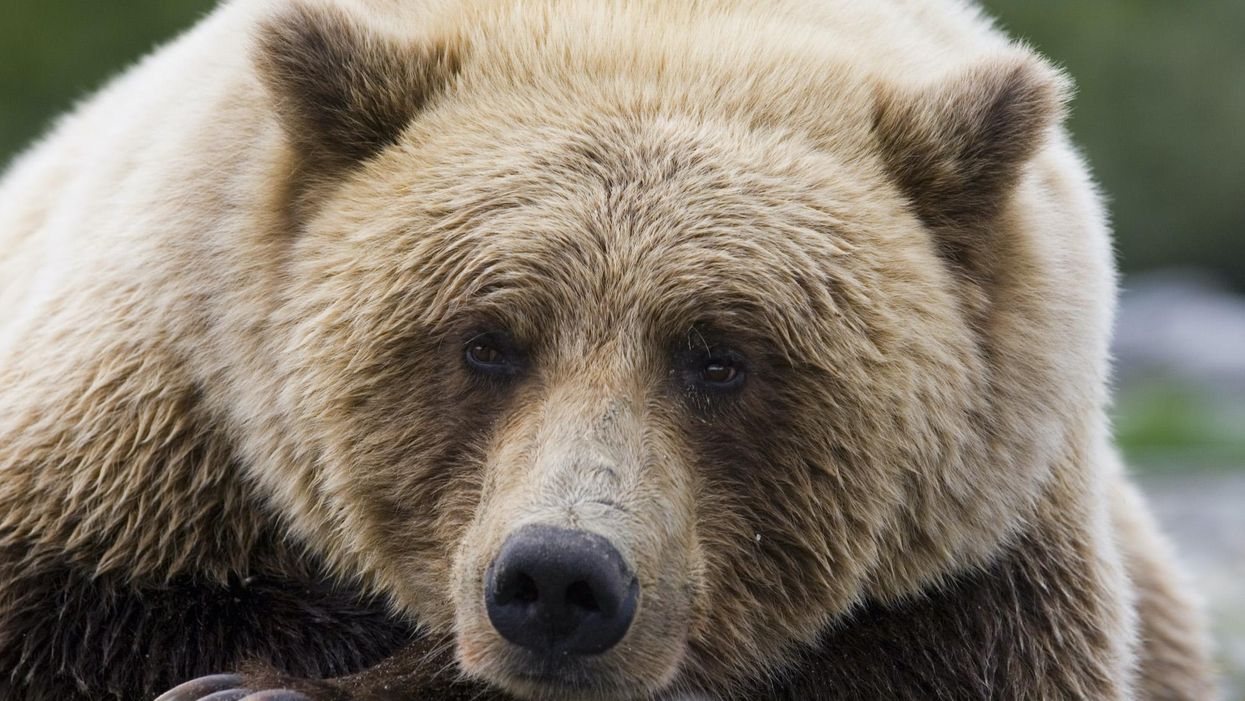 Alaskan officials kill 4 bears for rummaging through homeless encampment the city had moved to a wooded park