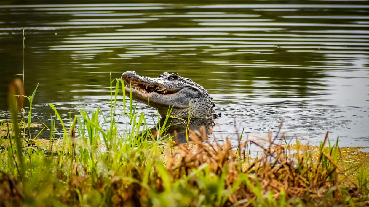Brave Georgia man removes 7-foot alligator from playground area with his bare hands