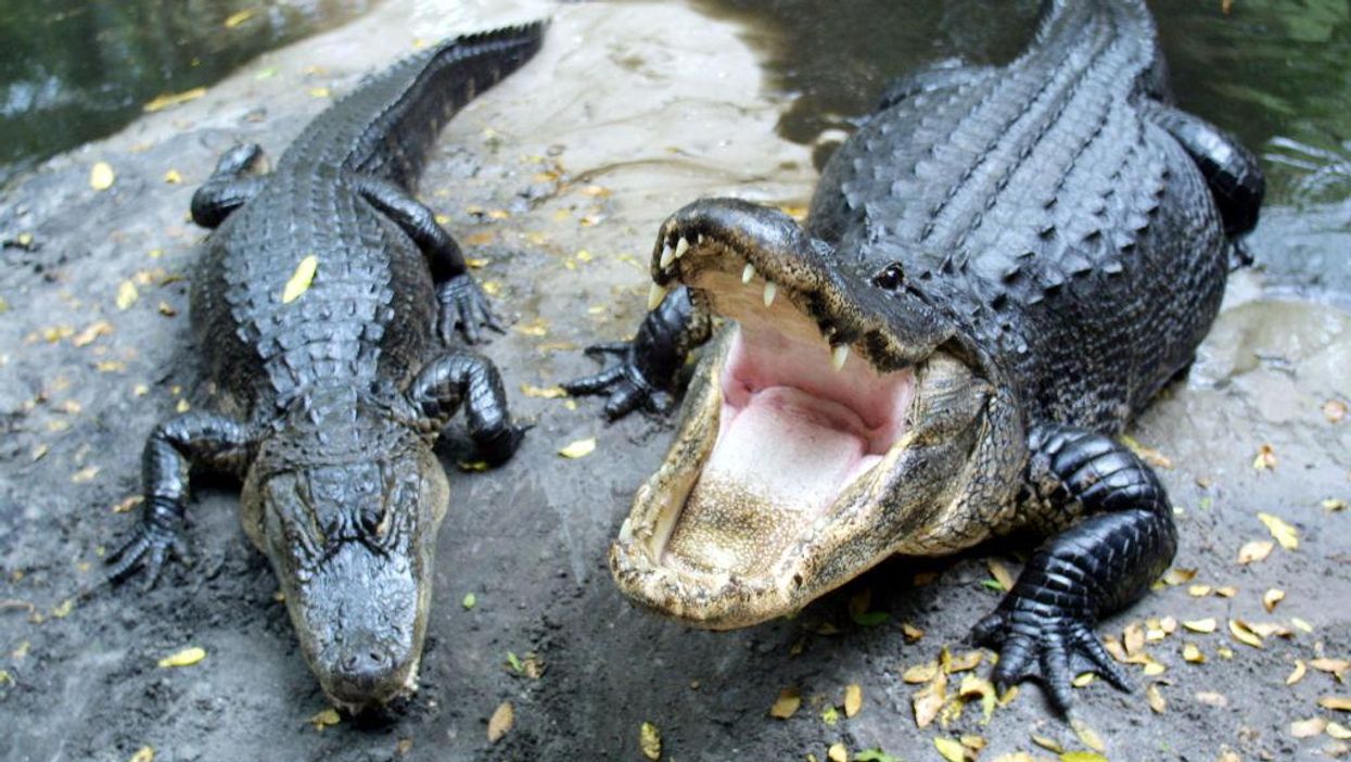 Elderly Florida woman killed by alligators at golf course
