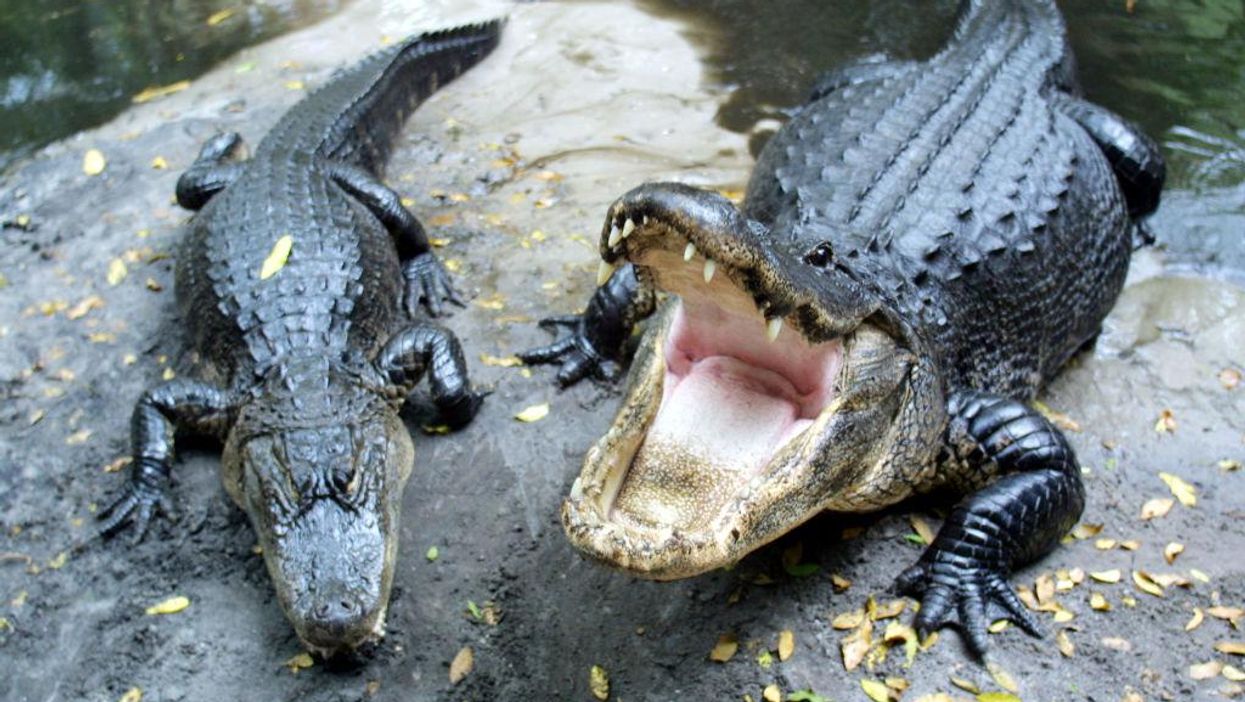 Elderly Florida woman killed by alligators at golf course