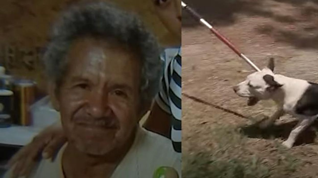 Owner of 7 pit bulls arrested after dogs maul 71-year-old Texas man to death