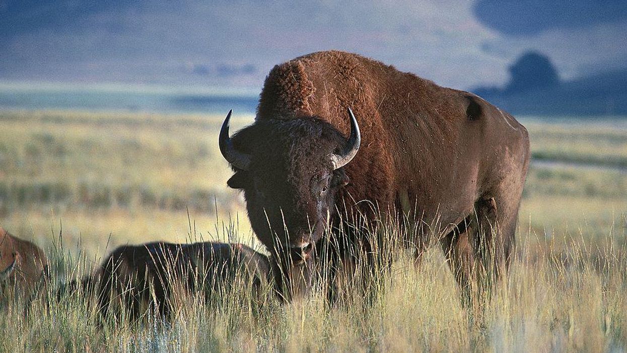 More than 450,000 acres of land purchased by a billionaire-funded conservation organization