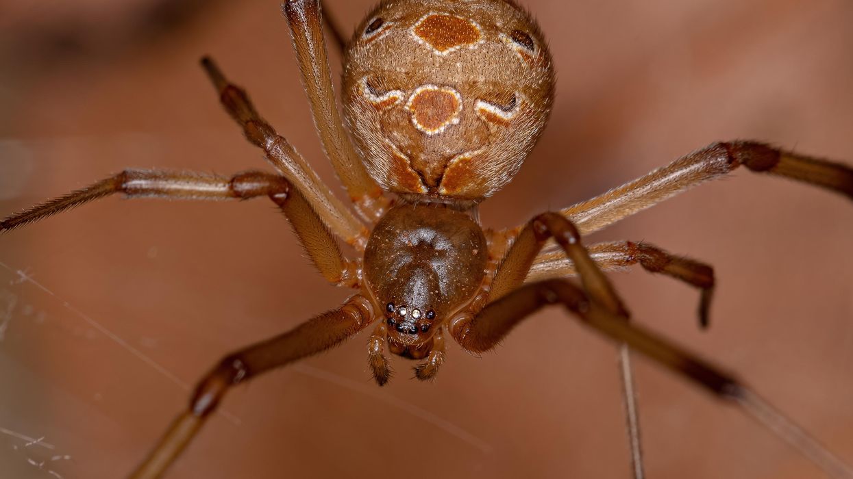 Utah mountain fire started after man allegedly tried to burn spider with lighter: 'It was reckless to do what he was doing in the way he was doing it'