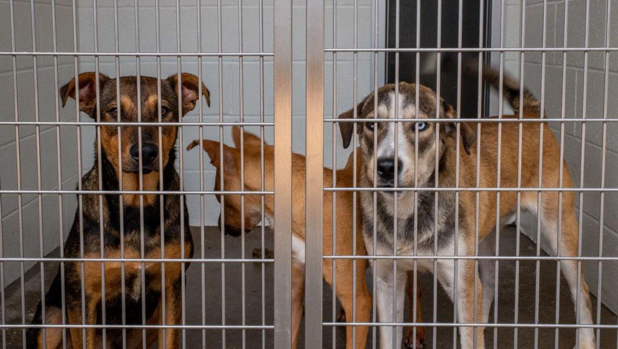 Animal shelters nationwide report an increase in pet surrenders due to higher cost of living