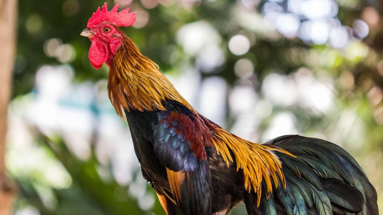 Animal control officers forced to euthanize nearly 150 roosters after police disrupt cockfight: Report
