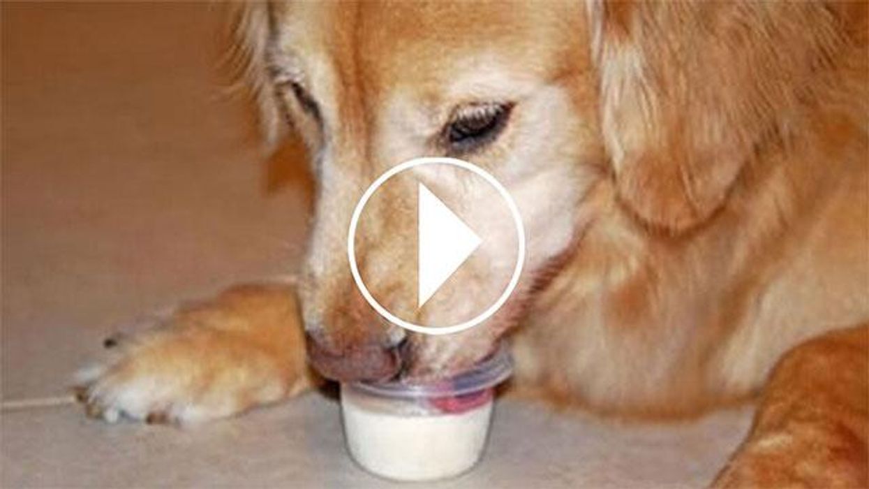 How Katherine Heigl helped transform her dogs health (at home)