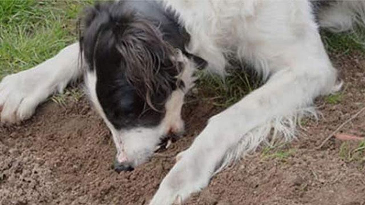 How Katherine Heigl helped transform her dogs health (at home)